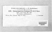 Camarosporium coluteae image